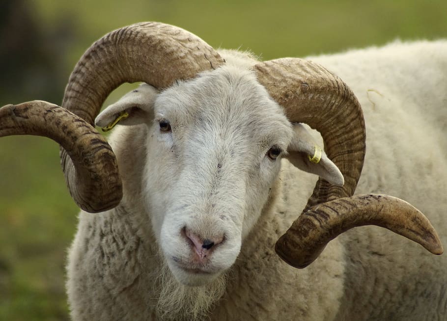 Eid al Adha Generates 1.25 Billion for Moroccan Farmers